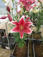 [4416 PO16 OT 6020-131 No01.JPG]